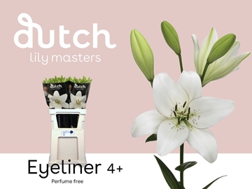 Lilium As Eyeliner 90cm 4/5bl