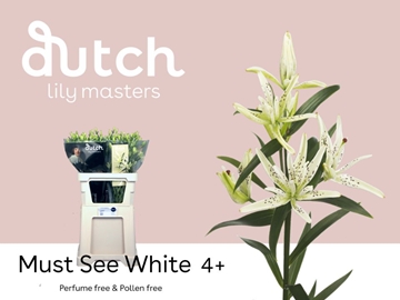 Li As Must See 70cm 4/5bl