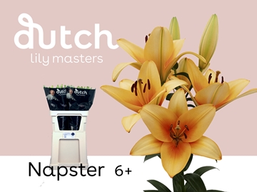 Lilium La 100cm 6/8bl
