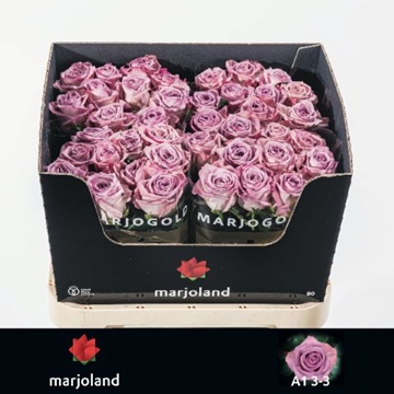 Rosa Nayeli 80cm