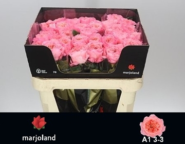 R Gr Mayfield! 70cm