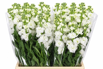 Matth Iron White 70cm