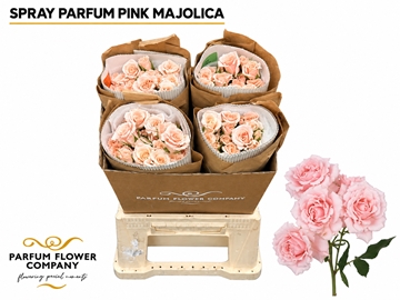 Rosa Spr Majolika 50cm