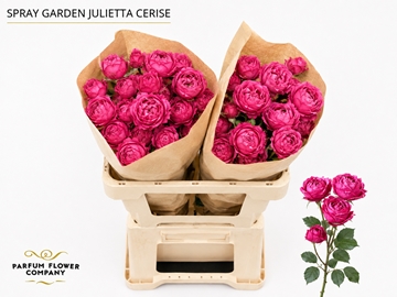 Rosa Spr 50cm
