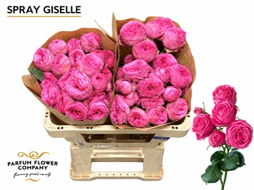 Rosa Spr Giselle 50cm