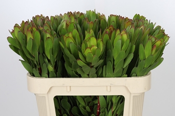 Leucadendron Goldstrike 70cm