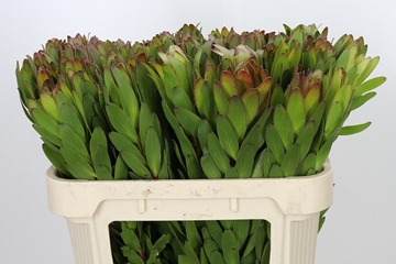 Leucadendron Goldstrike 70cm