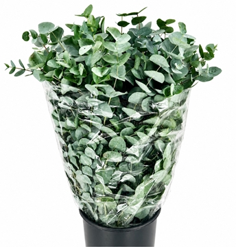 Eucalyptus Cinerea 70cm 400gram