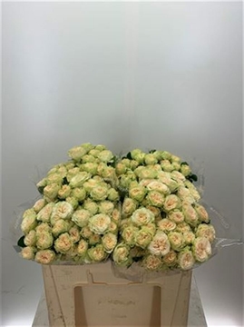 Rosa Spray Summerose 40cm