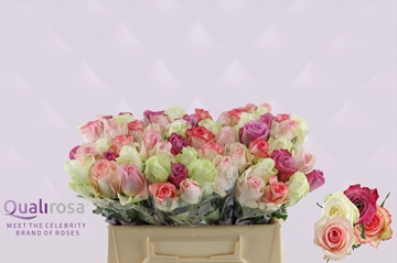 Rosa Sw Mixed 35cm