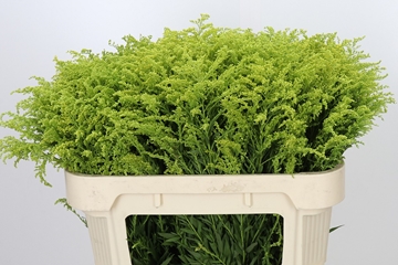 Solidago Tara Gold 70cm 25gram