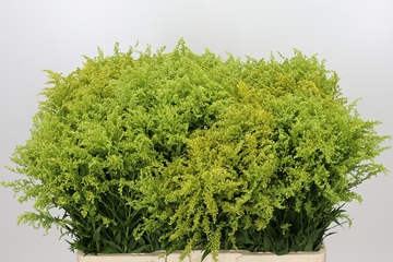 Solidago Tara Gold 60cm 15gram