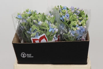 Oxypetalum Coeruleum 40cm