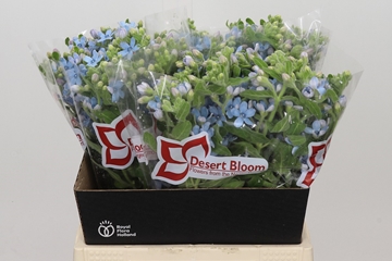 Oxypetalum Coeruleum 45cm