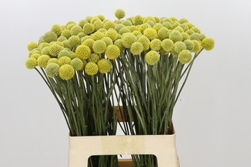 Craspedia Globosa 60cm