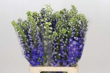 Delphinium El Mixed 70cm
