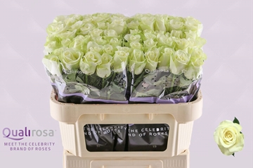 Rosa Snowstorm 70cm