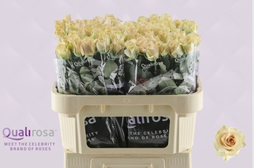 Rosa Quicksand 70cm