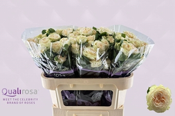 Rosa Spray Summerose 70cm
