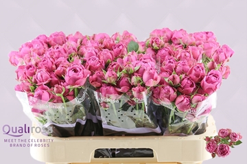 Rosa Spr Misty Bubbles 60cm