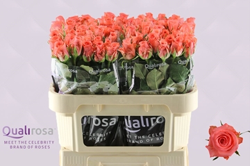 Rosa Sankara 70cm