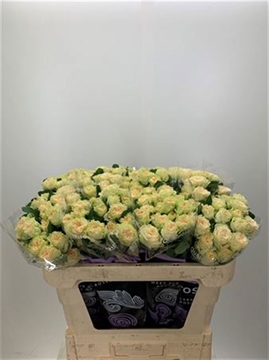 Rosa Spray Summerose 80cm