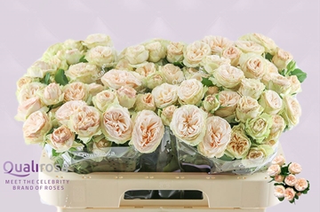 Rosa Spray Gen Trendsetter 60cm