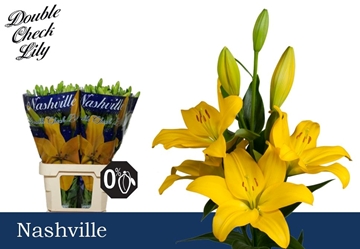 Lilium La Nashville 80cm 3/5bl