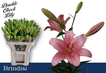 Lilium La Brindisi 70cm 2/4bl