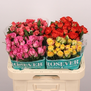 Rosa Spr Mixed In Fust 60cm