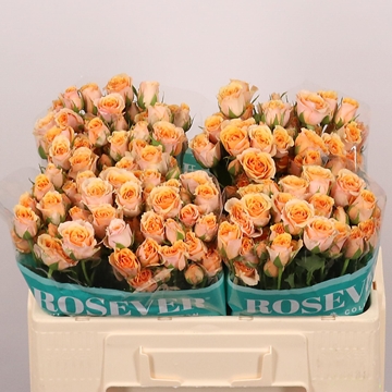 R Tr Baby Rosever 50cm