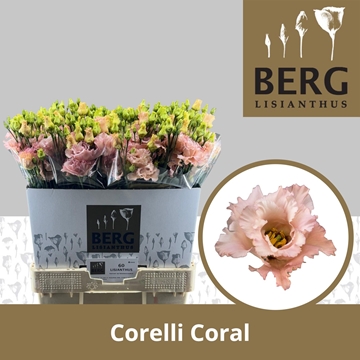 Lisianthus Double Corelli Coral 70cm