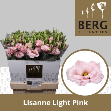 Lisianthus Double Lisanne Light Pink 70cm