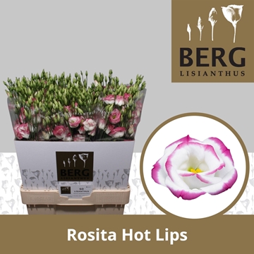 Lisianthus Double Hotlips 70cm