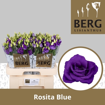 Lisianthus Double Rosita Blue 70cm
