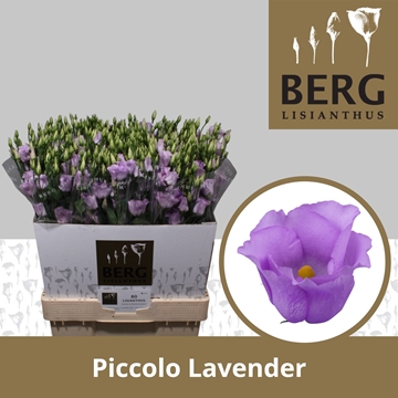 Lisianthus Single Piccolo Lavender 70cm