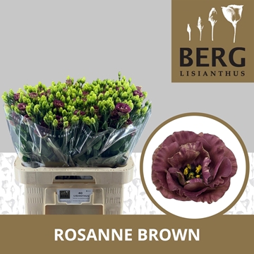 Lisianthus Double Rosanne Deep Brown 70cm