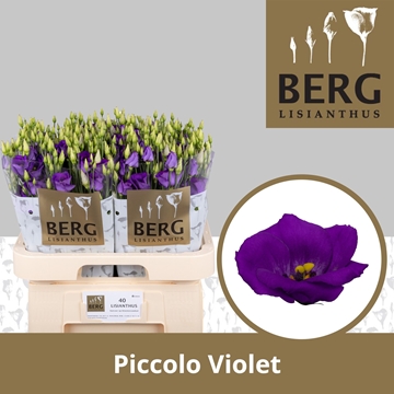 Lisianthus Single Piccolo Violet 70cm