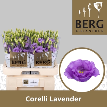 Lisianthus Double Corelli Lavender 70cm
