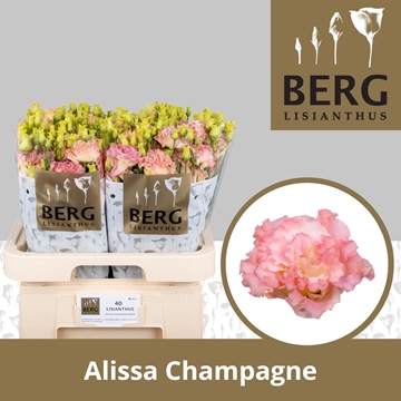 Lisianthus Double Alissa Champagne 70cm