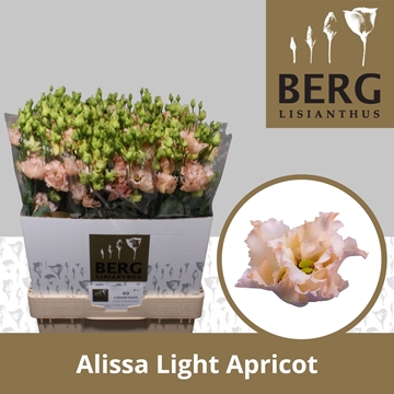 Lisianthus Double Alissa Apricot 70cm