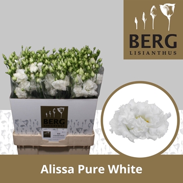 Lisianthus Double Alissa Pure White 70cm