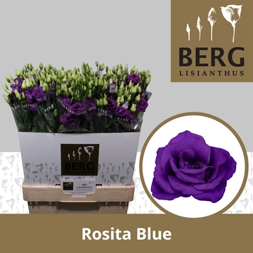 Lisianthus Double Rosita Blue 70cm