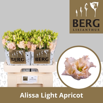 Lisianthus Double Alissa Apricot 70cm