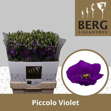 Lisianthus Single Piccolo Violet 70cm