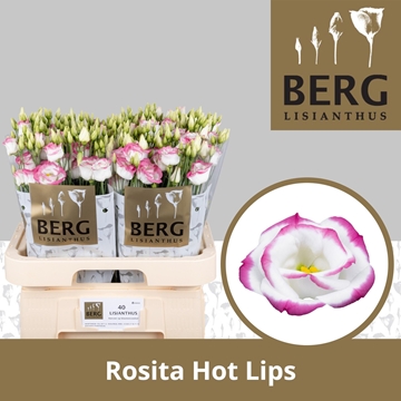 Lisianthus Double Hotlips 70cm