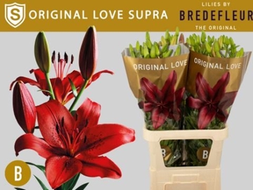 Lilium La Original Love 100cm 4/5bl
