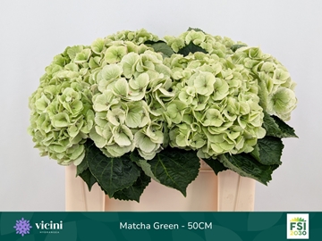 Hydr M My Matcha Cl 50cm 16Ø