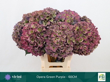 Hydr M Roy Opera Cl 60cm 20Ø