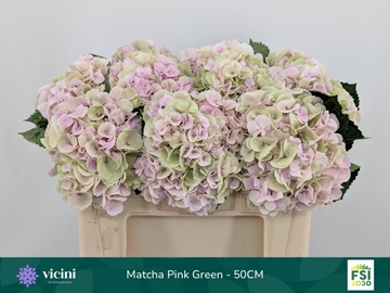 Hydr M My Matcha Cl 50cm 17Ø